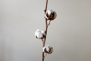 Read more about the article Cotton Continuing Bounce on Thursday Morning