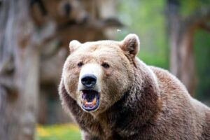 Read more about the article Corn bears roar after USDA reports