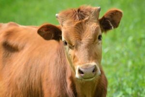 Read more about the article Cattle Futures Look to Finish the Quarter on a High Note