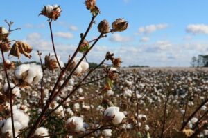 Read more about the article Cotton Posting Higher Midday Action