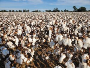 Read more about the article Cotton Falls on Acreage Hike