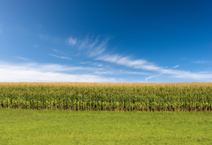 Read more about the article Corn Pulling Off Morning Highs