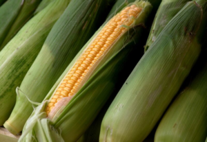 Read more about the article Corn Pulls Back to Close Mixed on Tuesday