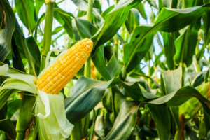 Read more about the article Corn Holding Close to Unchanged at Midday