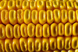 Read more about the article Corn Selling Continues Ahead of Friday USDA Reports