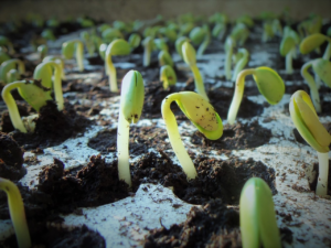 Read more about the article Soybeans Up Double Digits to Begin Tuesday