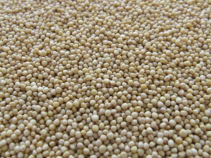 Read more about the article Soybeans Close with Mixed Action on Tuesday