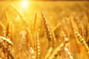 Read more about the article Wheat Rallying on Monday