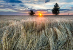 Read more about the article Wheat Dropping on Turnaround Tuesday