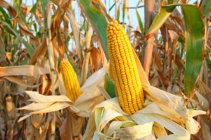 Read more about the article Corn Collapsing on Larger Acreage and Stocks