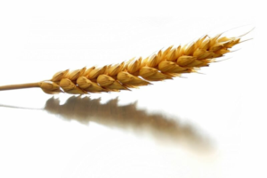 Read more about the article Wheat Mixed to Kick off Wednesday