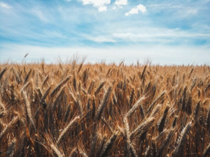 Read more about the article Wheat Slipping Ahead of the Holiday