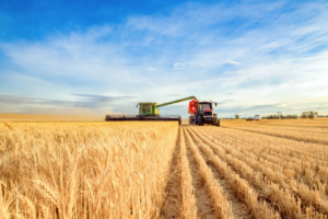 Read more about the article Wheat Pulling Back on Wednesday