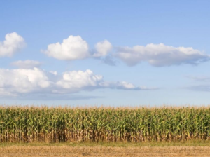 Read more about the article Corn Slipping to Start New Month